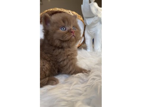 Safkan British Shorthair Bebeklerim