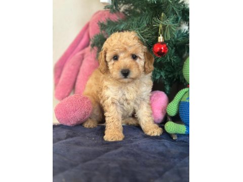Yasal Çiftlikten Toy Poodle Yavru