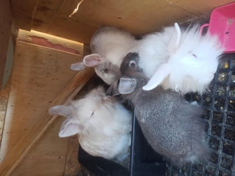 Ücretsiz Sahiplendirilecek Tavşanlar