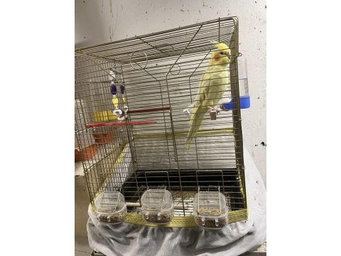 1,5 Yaşında Erkek Sultan Papağanı