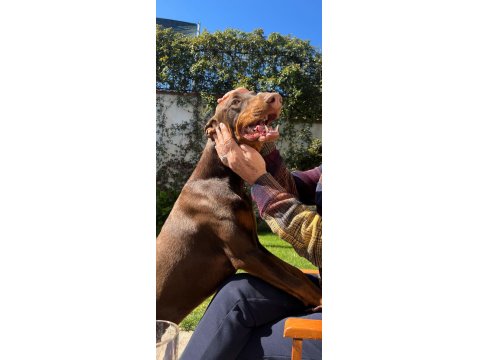 8 Aylık Sağlıklı Kahverengi Doberman Yavru (Tam Bir Korumacı)
