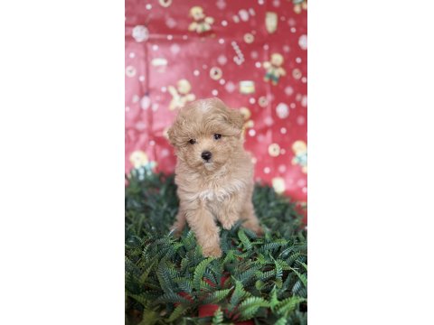 Tüy Yumağı Maltipoo