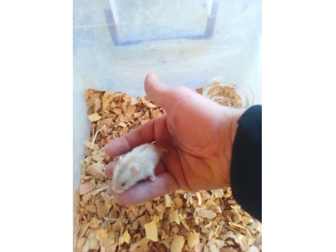 Yavru Gonzales Hamster