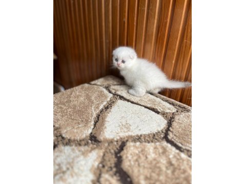 Scottish Fold Güzellik