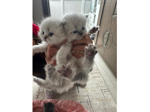 Prenslerim British Longhair