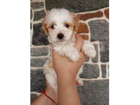 Sevimli Terrier Yavruları Yuvalarını Arıyor