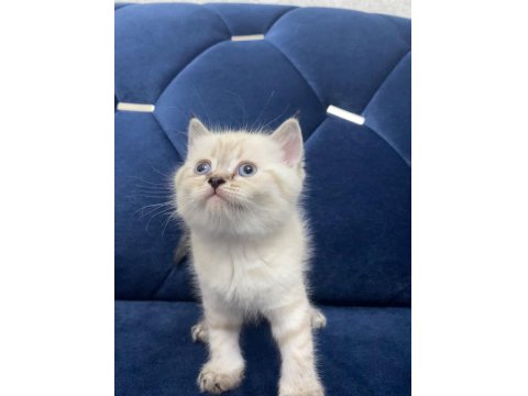 British Minik Kalpler Yeni Yuvalarını Arıyor