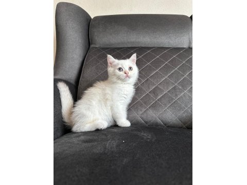 Son Erkek British Shorthair Yavrumuz
