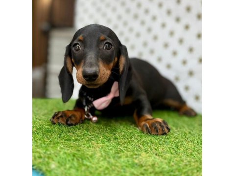 Safkan Dachshund (Sosis) Köpeklerimiz