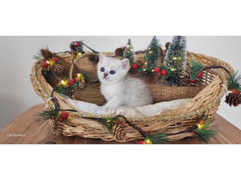 Saf Kan Hattı Scottish Straight