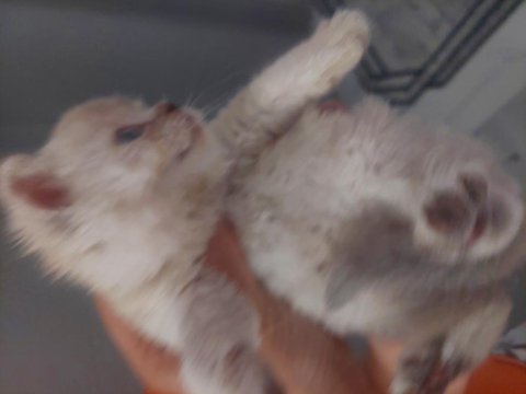 British Shorthair Blue Point Yavrular