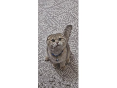 Uysal Ve Oyuncu Scottish Fold