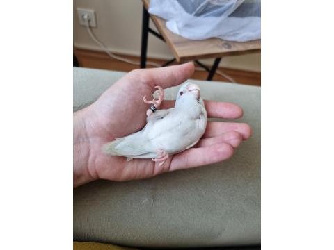 Amerikan Beyaz Full Evcil 4.5 Aylık Forpus Papağanım