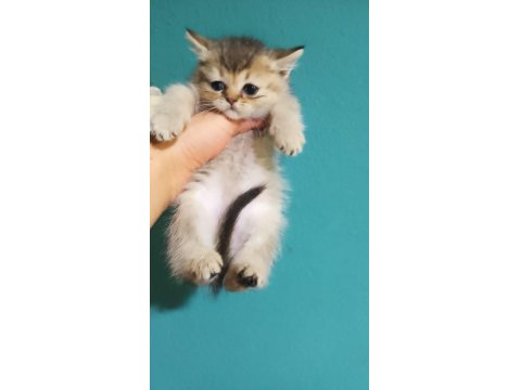 İki Dişi Yavru Kedim Ailesini Arıyor