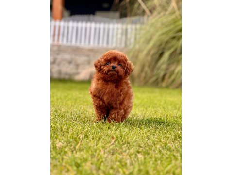 A Kalite Poodle Bebeklerimiz