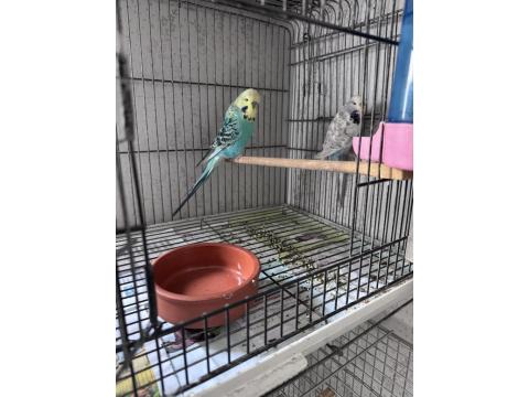 Show Jumbo Çift Muhabbet Kuşu