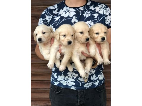 Irk Ve Sağlık Garantili Baby Face Golden Retriever