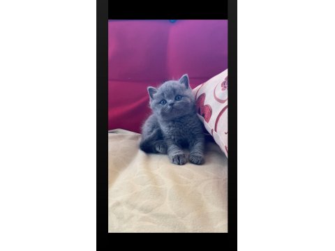 Safkan Ayı Surat Gri British Shorthair Yavrumuz