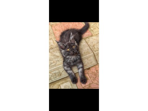 Maine Coon Yavruları