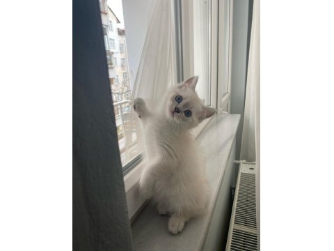 British Shorthair Blue Point