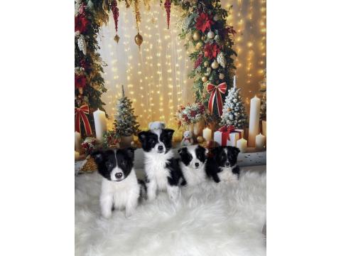 Zeka Küpü Border Collie Çocuklar