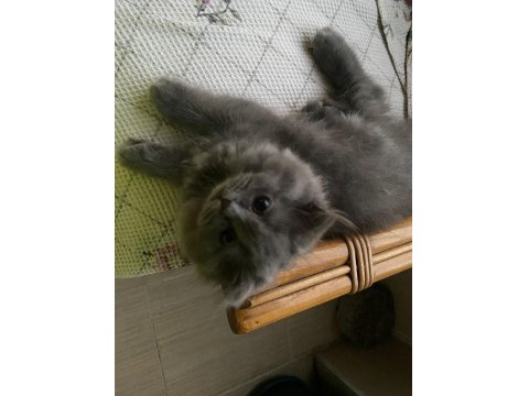 British Longhair Kedilerimiz 2 Tane