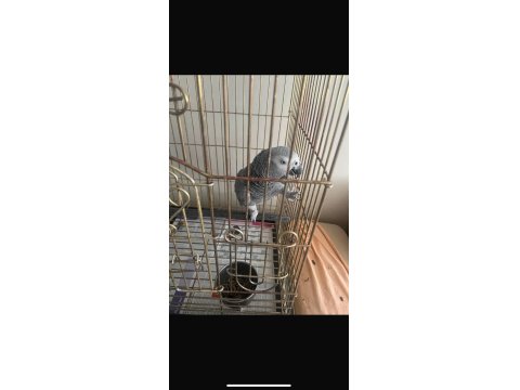 Meraklısına Kayseri Jako Papağanı