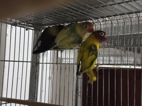 Cennet Ve Sevda Papağanı