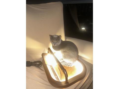 Oyuncu British Arkadaş