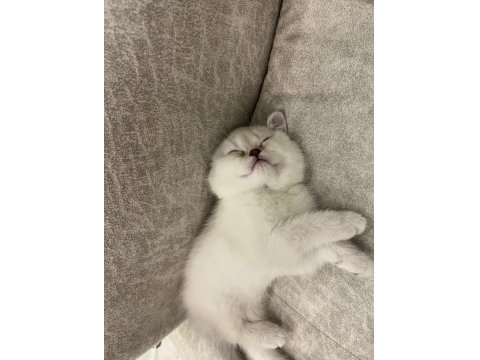 British Kedisi Yavrusu