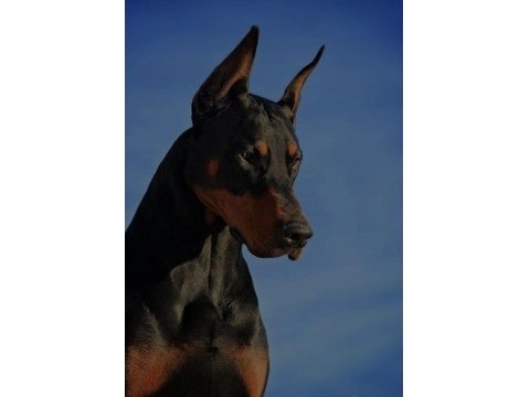 Sağlık Ve Irk Garantili Doberman