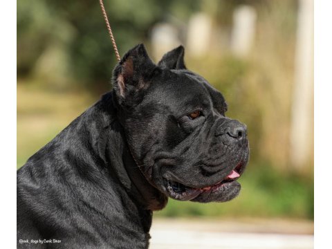 Irk Ve Sağlık Garantili Şecere Belgeli Cane Corso