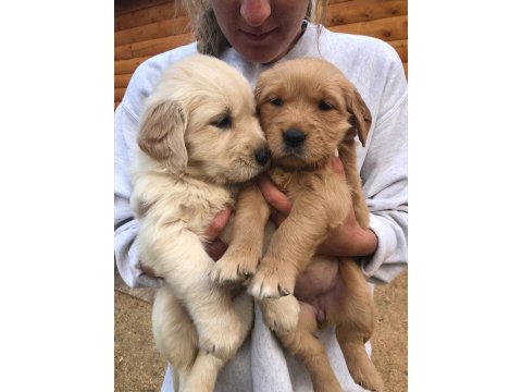Irk Ve Sağlık Garantili Baby Face Golden Retriever
