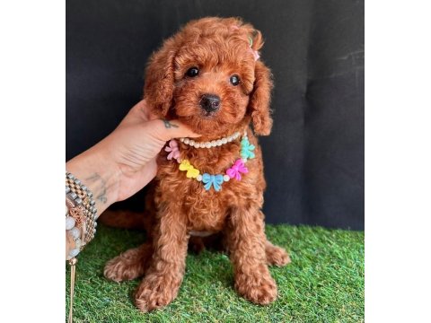 Safkan Toy Poodle Yavrularımız