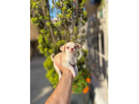 Teacup Mavi Göz Erkek Şivava Yavrum