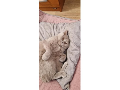 Kedimizi Özel Sebeplerden Dolayı Ücretsiz Sahiplendiriyoruz