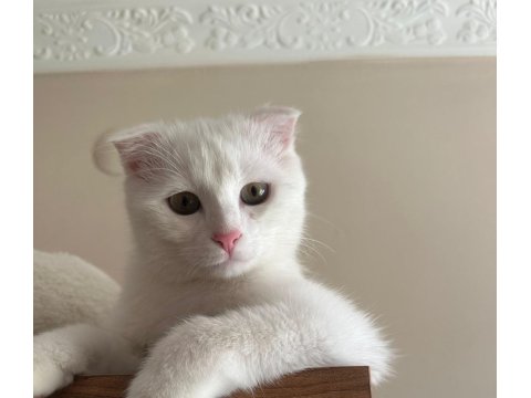 Scottish Fold Kedimize Ömürlük Yuva
