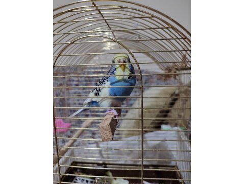 10 Aylık Muhabbet Kuşu Kafesi İle Birlikte Verilecektir