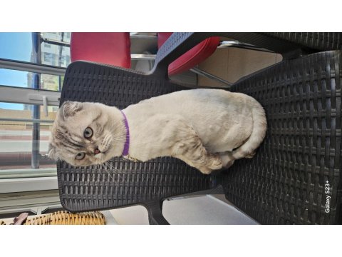Bütün Malzemeleri İle Ücretsiz Scottish Fold