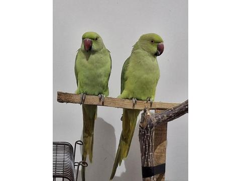 Pakistan Papağanları 2 Adet
