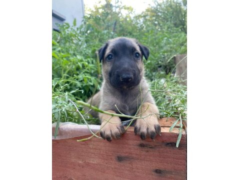 Orjinal Belçika Kurdumuz