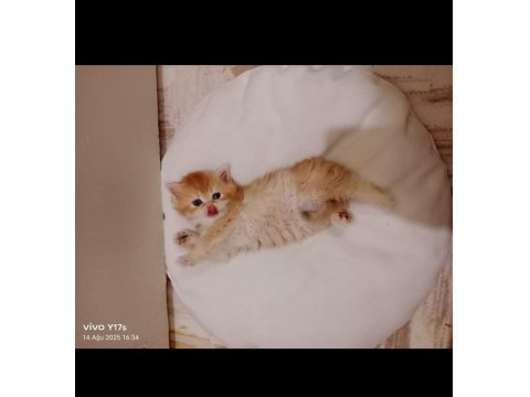 British Longhair Golden Bu 12