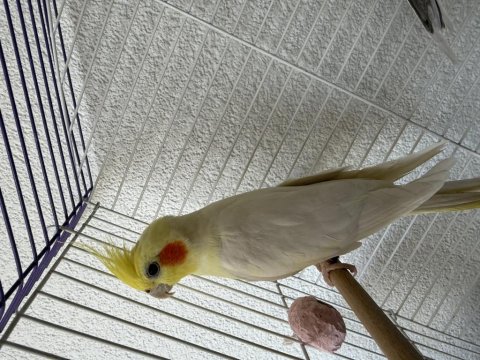 Wifi Sultan Papağanı Ve Lutino Sultan Eş