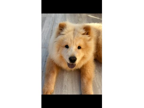Orjinal Mor Dil Çin Aslanı