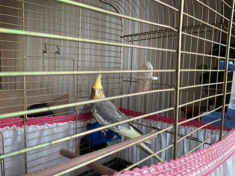 1 Yaşında Konuşmaya Başlamış Erkek Sultan Papağanı