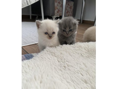 British/Scottish Yavrularımıza Yuva Arıyoruz