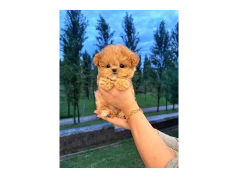 Kore Maltipoo Bebeklerim