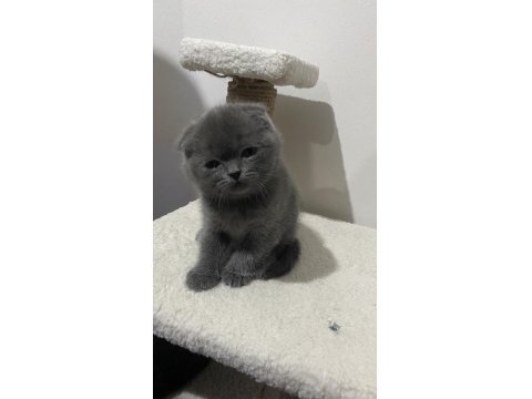 Scottish Ve British Kedimiz