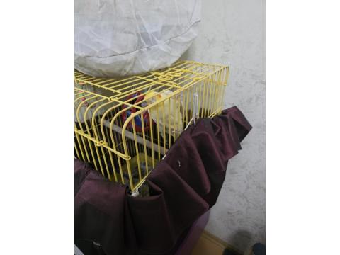 Sultan Papağanı 3 Yaşında Gayet Akıllı Konuşuyor