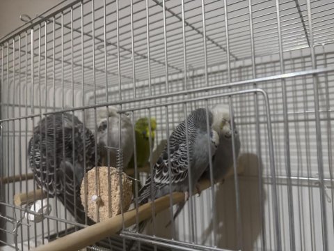 Yavru Jumbo Muhabbet Kuşları